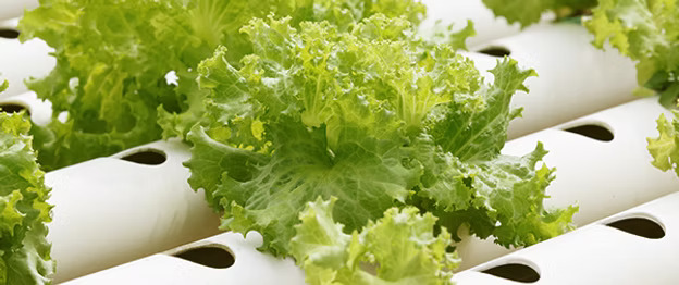 Sustainable Solutions