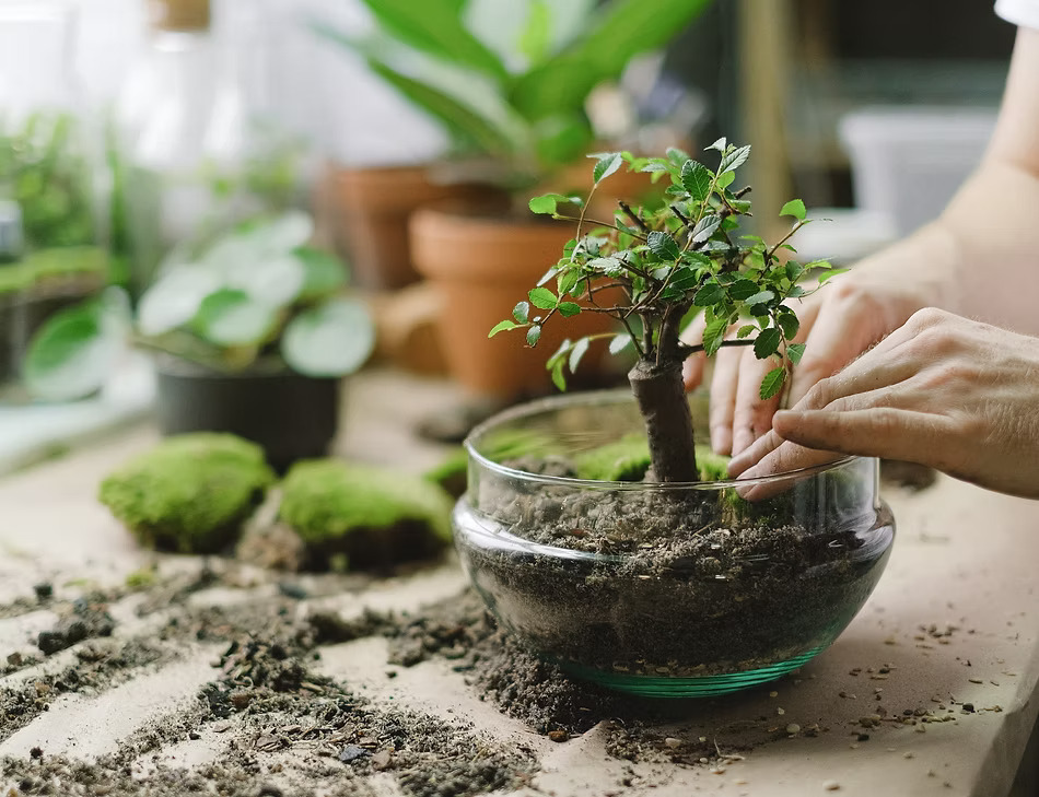 Sustainability Plant